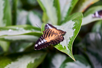 motyl na liściu © Mateusz
