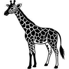 giraffe vector illustration