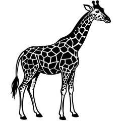 Naklejka premium giraffe vector illustration