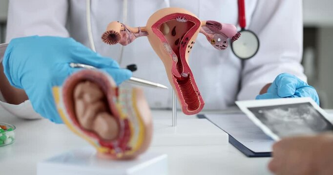 Gynecologist shows mockup of uterus and baby fetus to woman in clinic. IVF and pregnancy planning concept