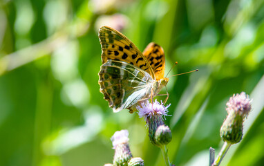 A golden butterfly collects nectar from flowers