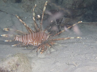 Night dive at Kata Beach, see underwater creatures at night.