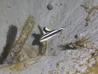 Night dive at Kata Beach, see underwater creatures at night.