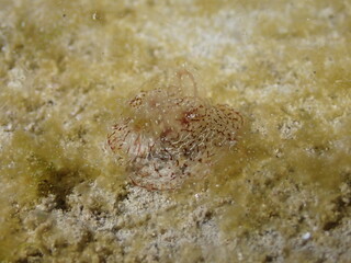 Night dive at Kata Beach, see underwater creatures at night.