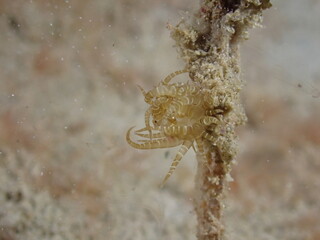 Night dive at Kata Beach, see underwater creatures at night.