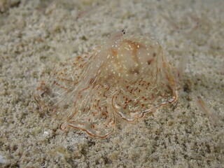 Night dive at Kata Beach, see underwater creatures at night.