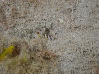 Night dive at Kata Beach, see underwater creatures at night.