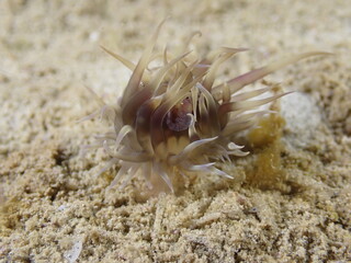 Night dive at Kata Beach, see underwater creatures at night.