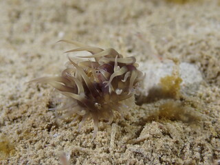 Night dive at Kata Beach, see underwater creatures at night.