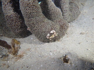 Night dive at Kata Beach, see underwater creatures at night.