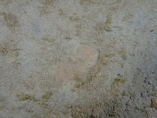Night dive at Kata Beach, see underwater creatures at night.