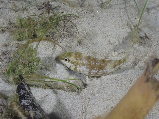 Night dive at Kata Beach, see underwater creatures at night.