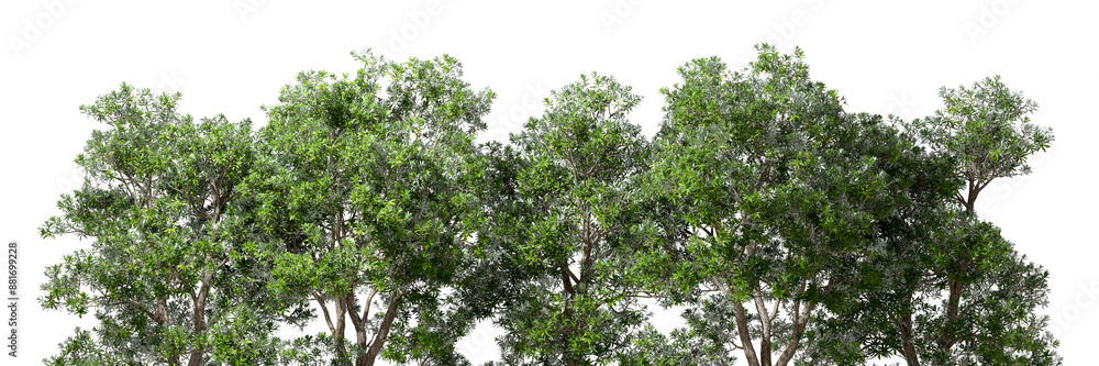 Poster nature trees botany group habitat isolated on transparent backgrounds 3d rendering png