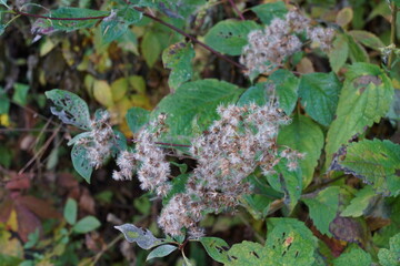 ヒヨドリバナの花後の綿毛