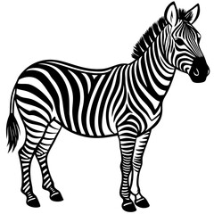 zebra vector illustration