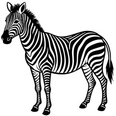 zebra vector illustration