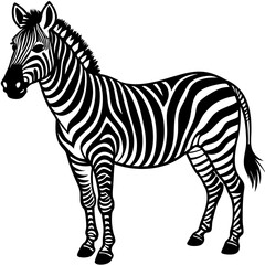 zebra vector illustration