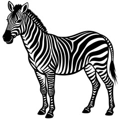 zebra vector illustration