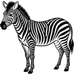 zebra vector illustration