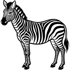 zebra vector illustration