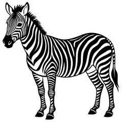 zebra vector illustration