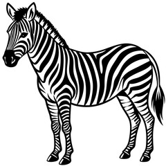 zebra vector illustration