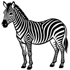 zebra vector illustration