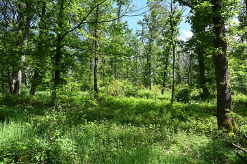 Laubwald im Fruehling