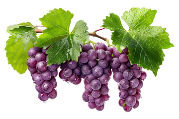 Fototapeta premium Closeup view of purple grapes hanging on the vine with green leaves, isolated on a white transparent background.