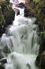 Obraz premium Water stream flowing into the forest in Yedi Goller (Seven Lakes) National Park, Bolu, Turkey