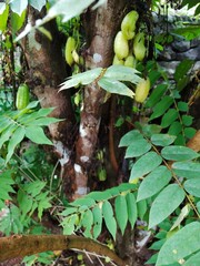 Bilimbi Tree with Fruits