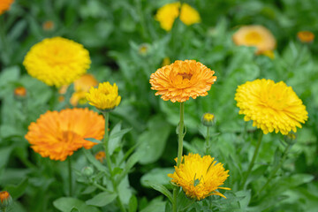 Group of colorful pot marigold flowers (Calendula officinalis).
