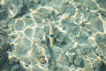 Lagoon triggerfish (Rhinecanthus assasi) swimmis in a destroyed coral reef.