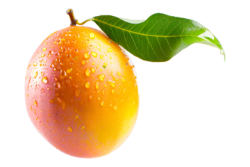 Ripe mango with green leaves and water drops isolated on white transparent background, colorful, organic, exotic, and delicious.