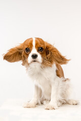 Cavalier King Charles Spaniel on white background
