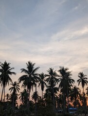 Sunset with Coconut trees in Phuket, thailand