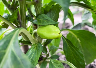 small green pepper growing on a pepper bush in the vegetable garden