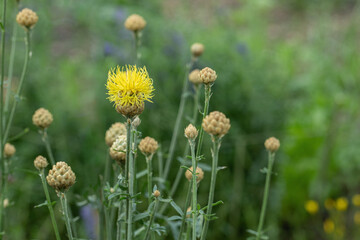 Blossom and buds of yellow knapweed (Centaurea orientalis).
