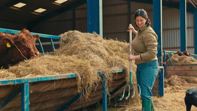 Female farm worker using pitchfork to feed cattle in barn with hay using pitchfork with female colleague and dog in background - shot in slow motion