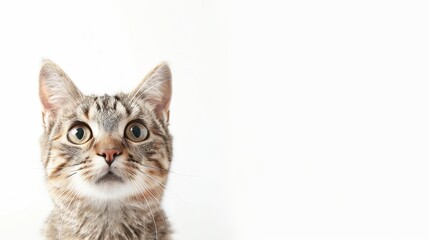 Obraz premium Curious and Adorable Cat with Watercolor Effect, Isolated on White Background for Presentations