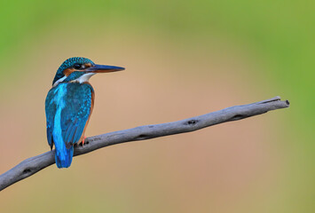 Common Kingfisher a beautiful and active bird, one of the most colorful birds. 