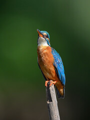 Common Kingfisher a beautiful and active bird, one of the most colorful birds. 