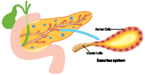 Diagram showing acinar and ductal cells in pancreas