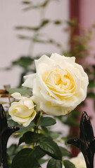 White rose blooming in the garden in summer, close-up