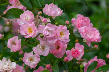 Rosa Damascena, known as the Damascus rose - pink, oleaginous, flowering, deciduous shrub plant. Valley of Roses. Close-up. Taillight. Selective focus.
