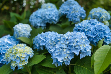 ラベンダー, 花, 梅雨, 植物, 自然, 花びら, 満開, 青, 青色, 夏, 屋外