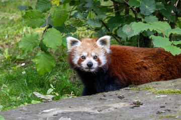 Western red panda (Ailurus fulgens fulgens), also known as the Nepalese red panda.