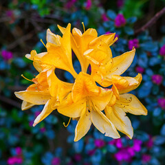 Blume 1 Rhododendron (Gelb) © Peter PossArt