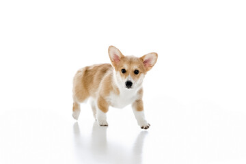 Welsh Corgi Pembroke on a white background