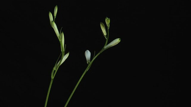 Paradisea liliastrum White Lily Paradise